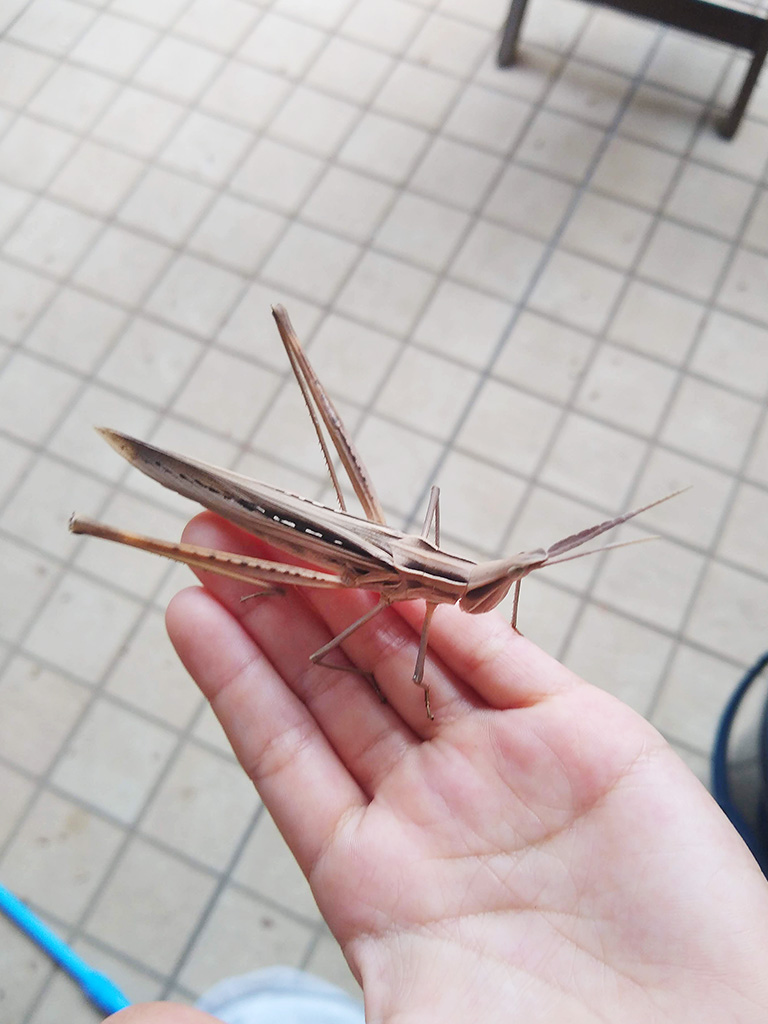 ショウリョウバッタ