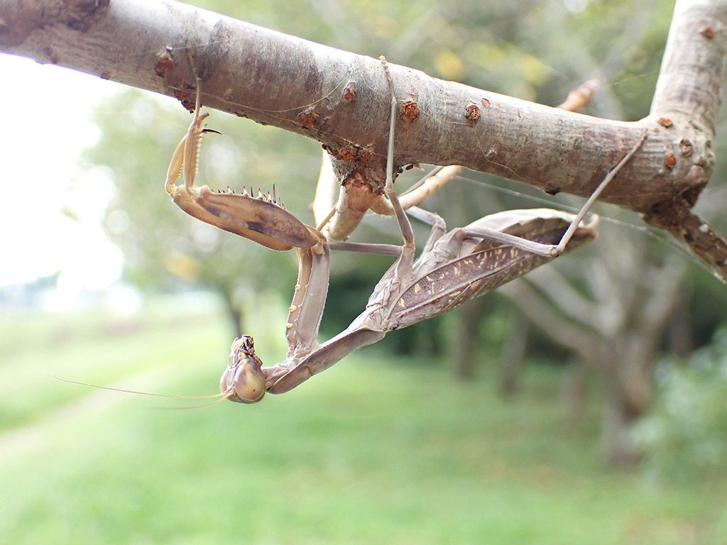 ハラビロカマキリ