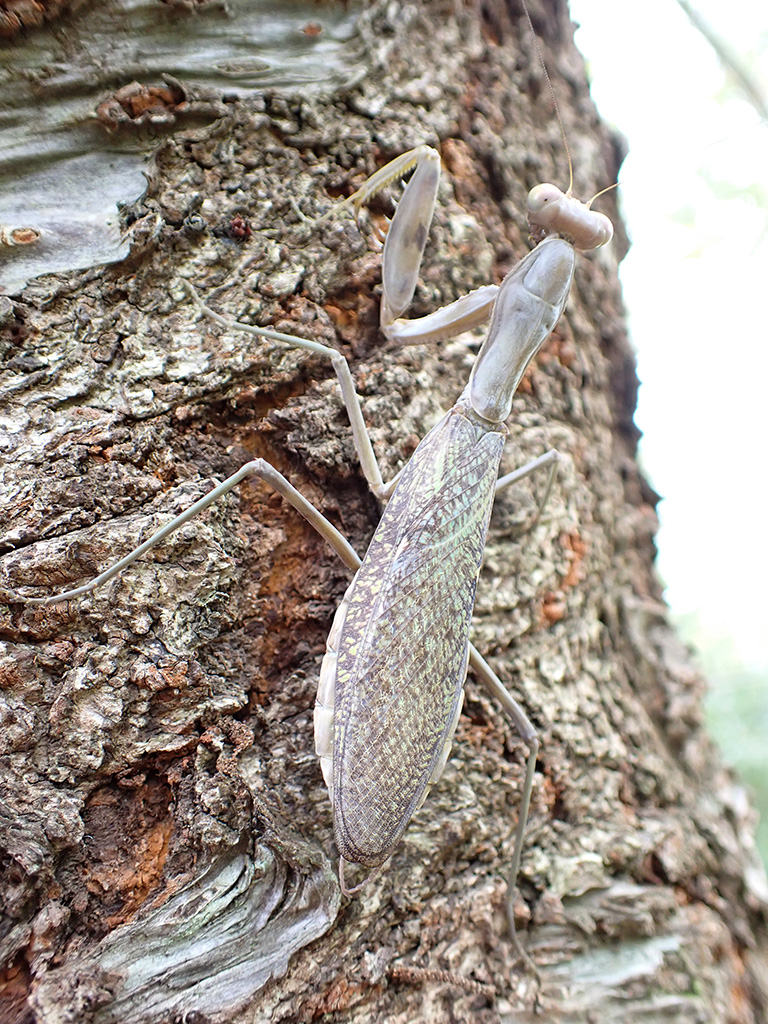 ハラビロカマキリ