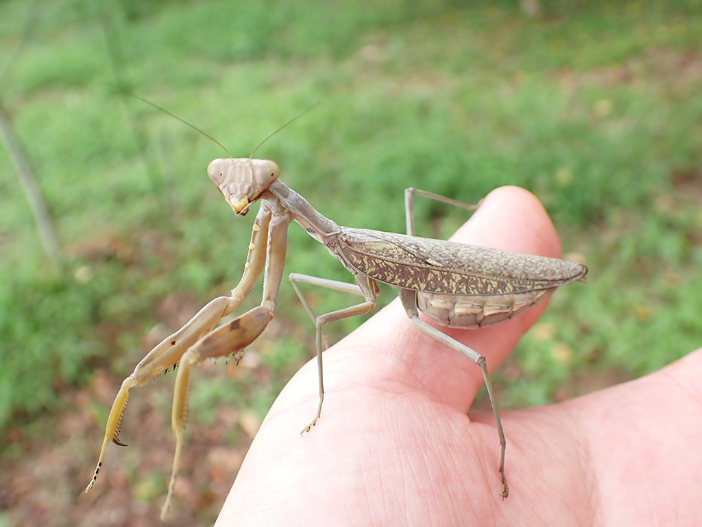 ハラビロカマキリ
