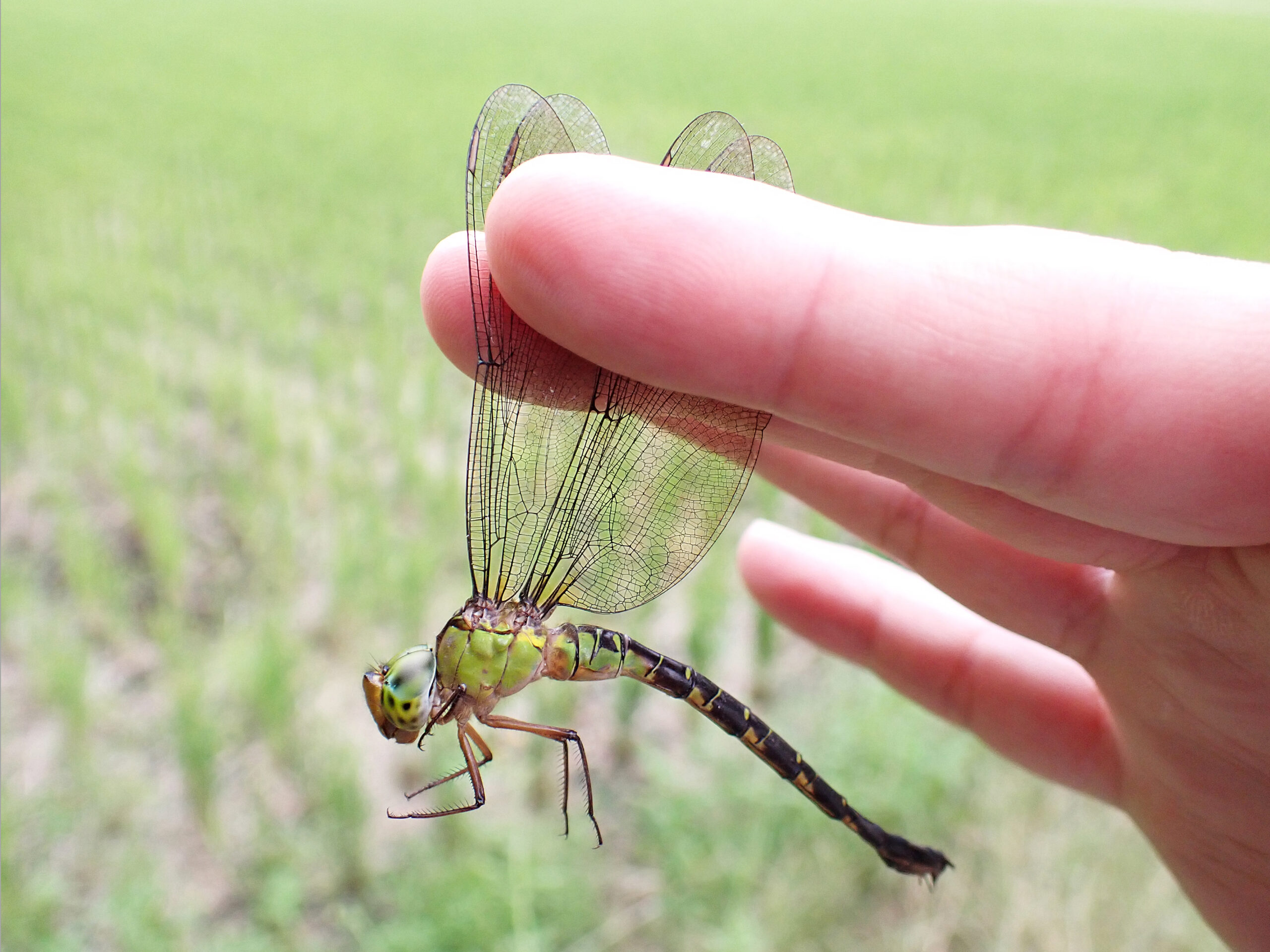 カトリヤンマ