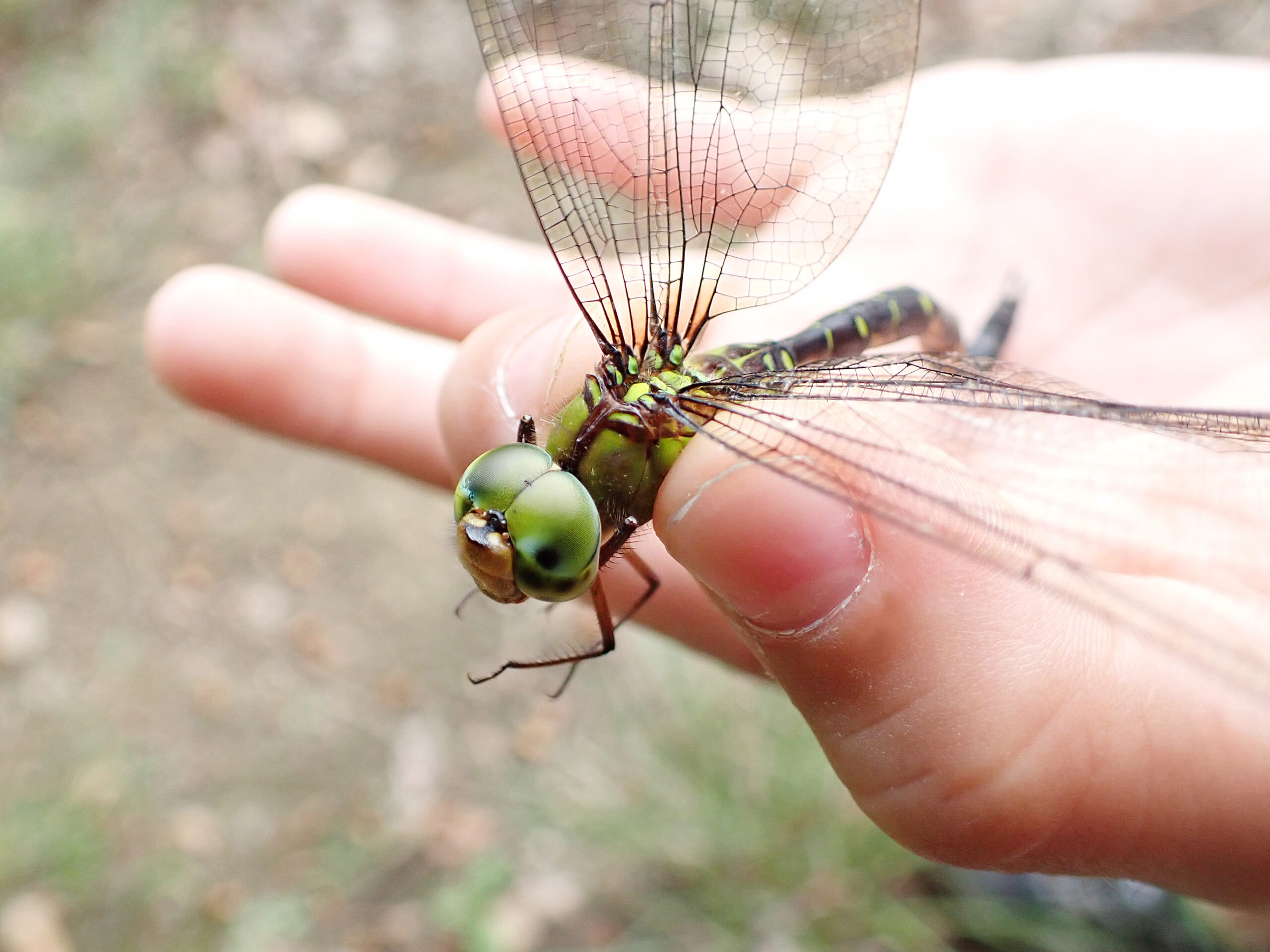 カトリヤンマ